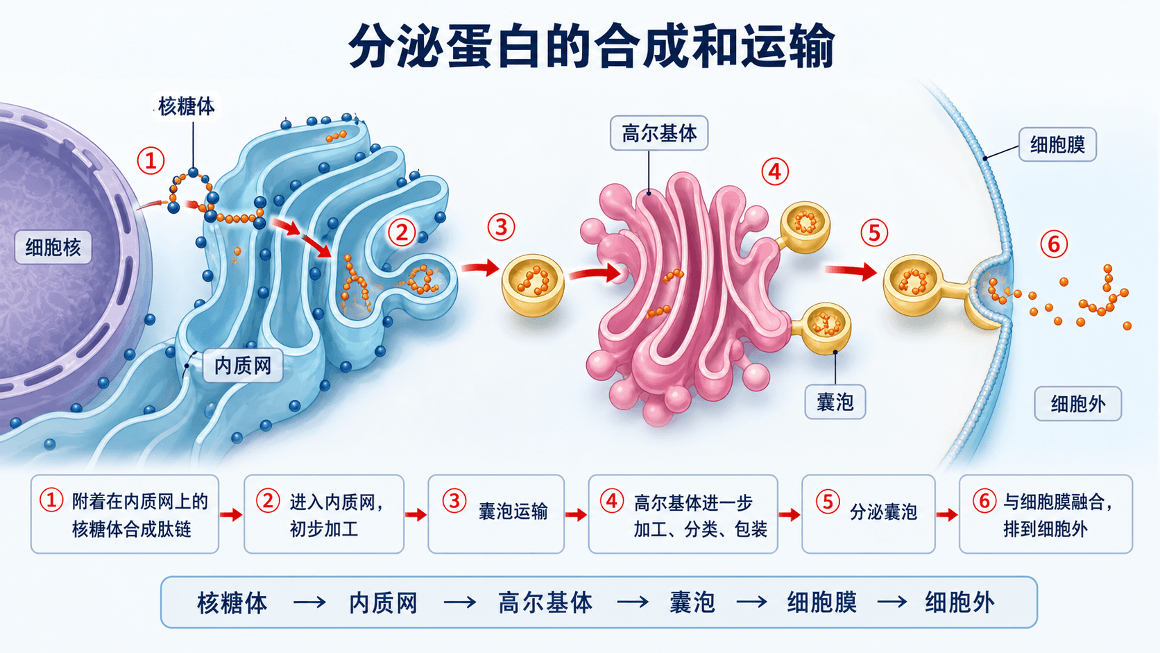 细胞器的分工与协作