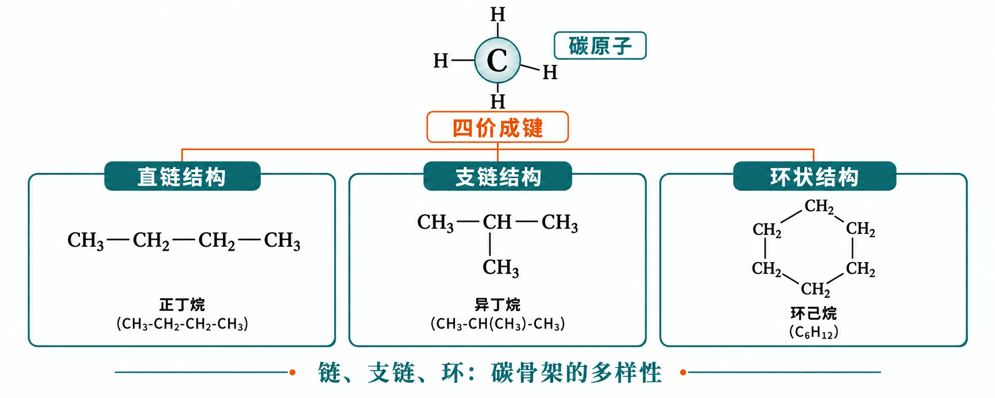 碳原子四价成键,可形成链、支链和环,带来有机化合物的结构多样性