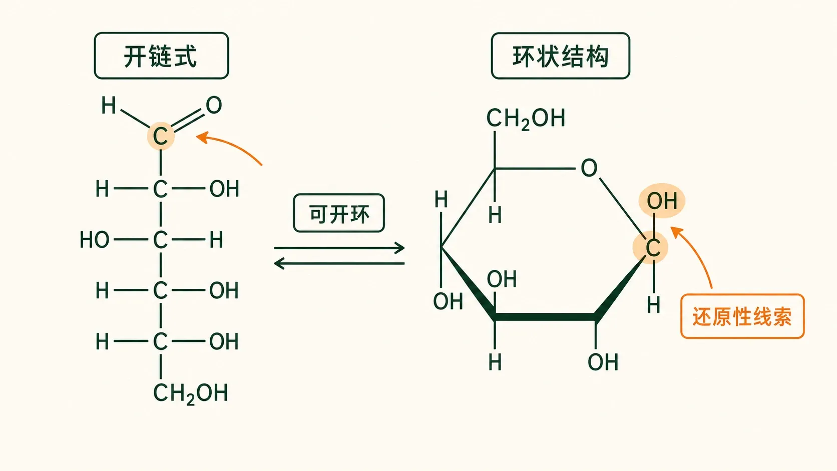 葡萄糖开链式与环状半缩醛式之间的可逆平衡