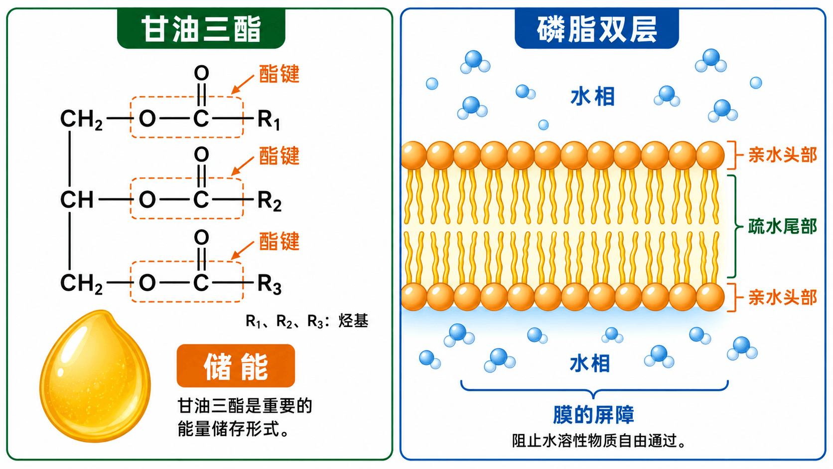 甘油三酯储能与磷脂双层成膜的结构比较