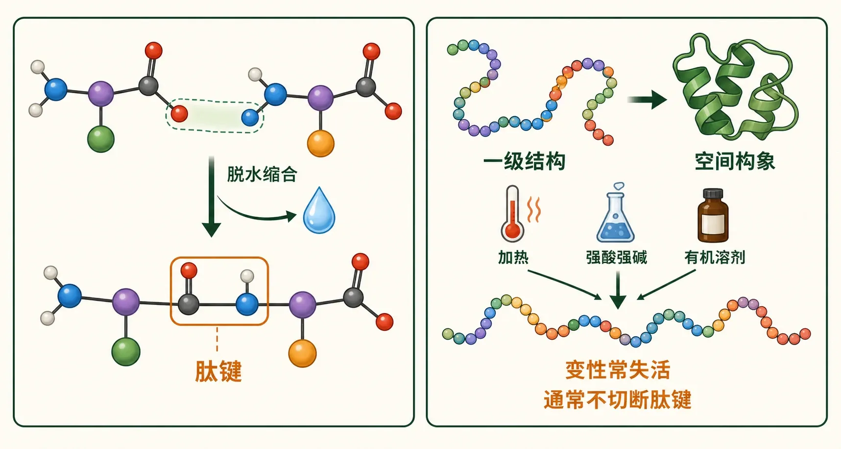 从氨基酸缩合、肽键到蛋白质构象和变性的示意