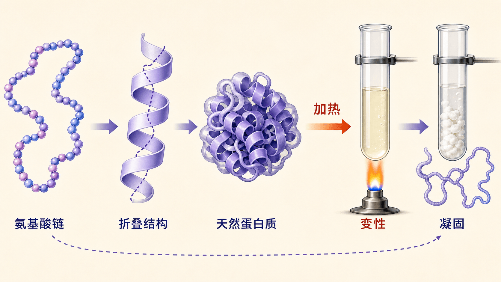 蛋白质结构与变性情境