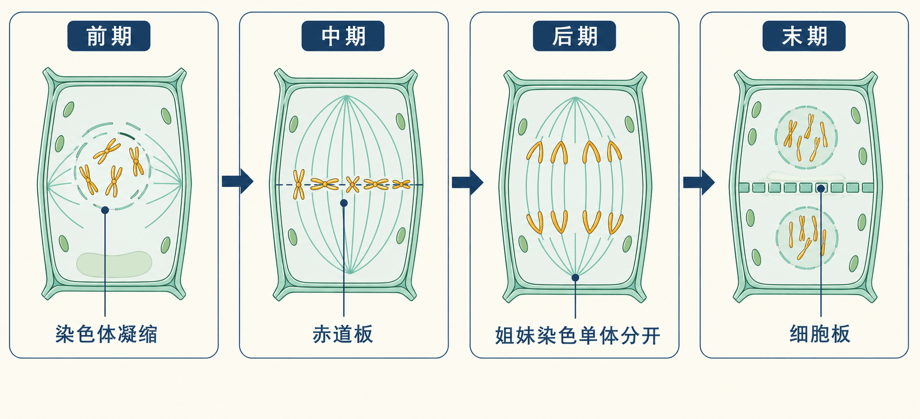高等植物细胞有丝分裂前期、中期、后期和末期连贯示意