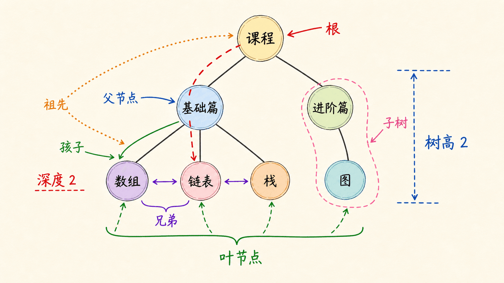 有根树中的根、父子、兄弟、深度与高度