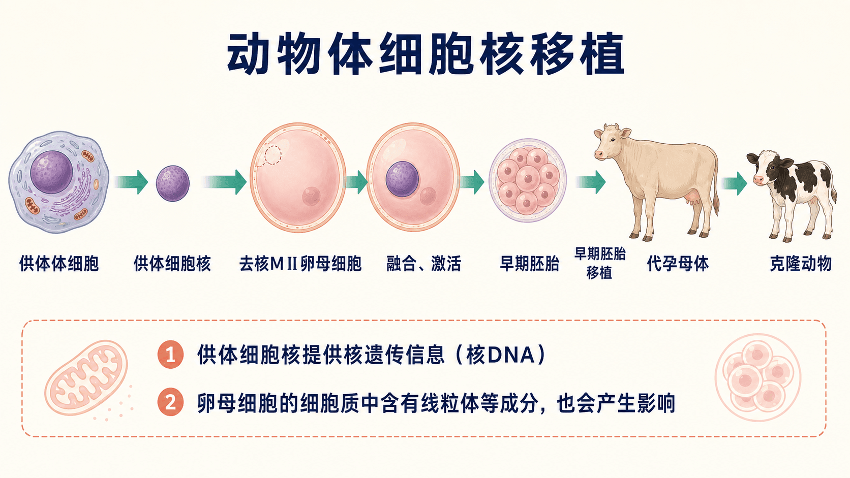 体细胞核移植流程:去核、移核、融合激活、早期胚胎培养与移植