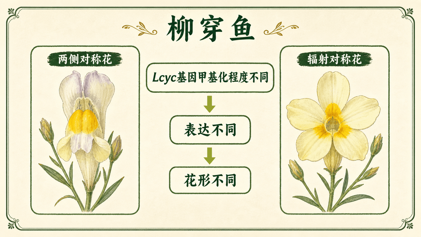 柳穿鱼花形的表观遗传案例