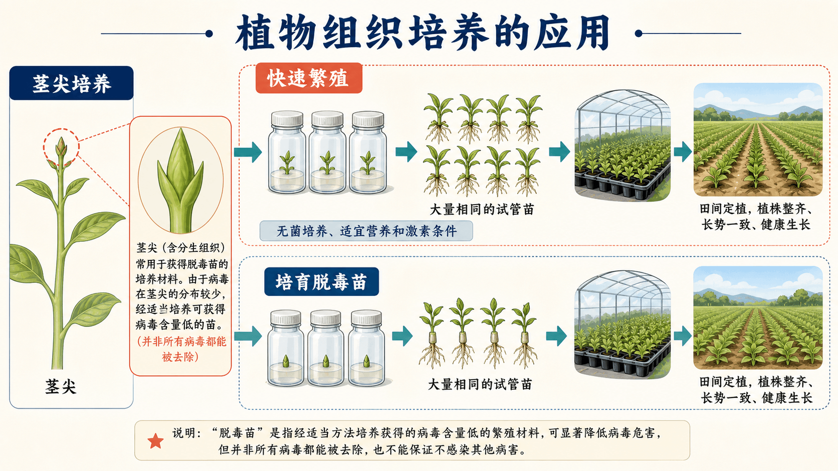 茎尖培养与脱毒苗:快速繁殖并非只靠表面消毒