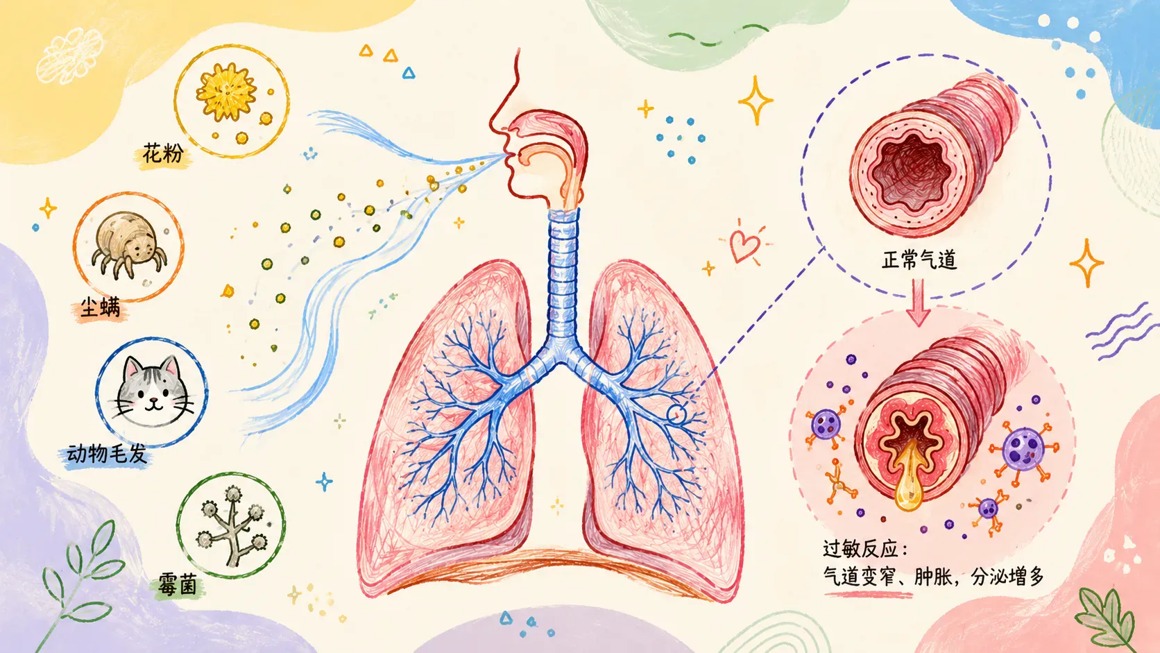呼吸系统与过敏