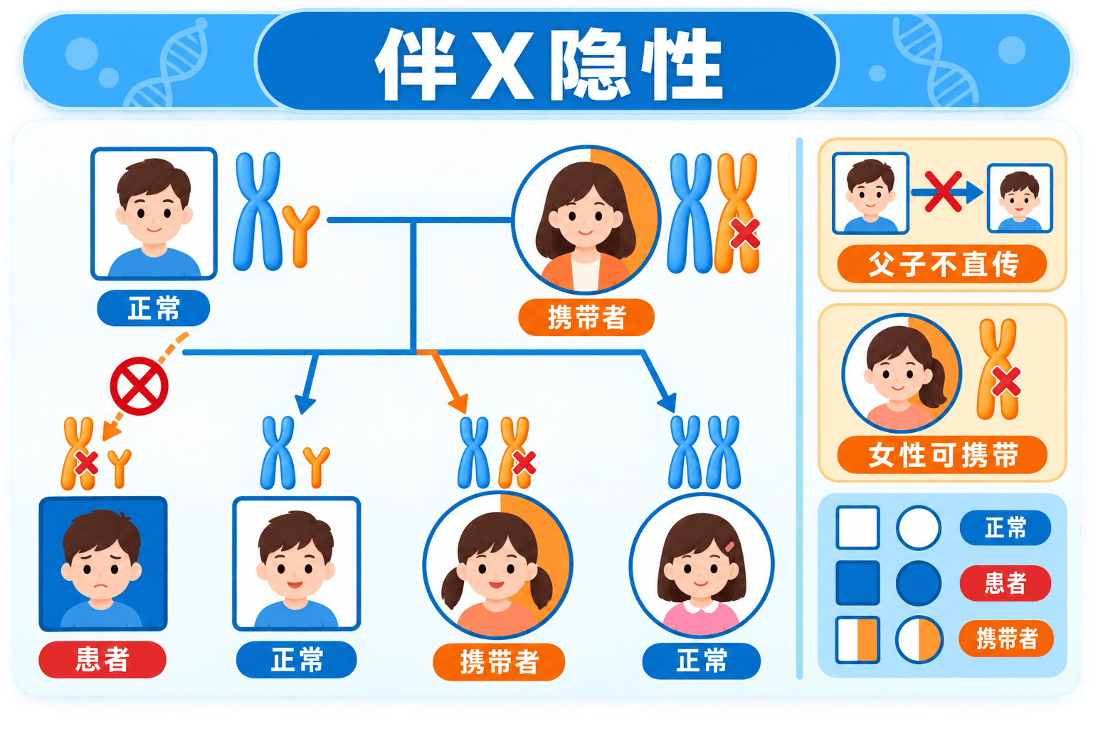 伴 X 染色体隐性遗传:父亲不把 X 染色体直接传给儿子,女性可能为携带者